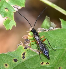 Pimpla pedalis