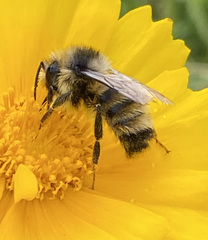 Bombus vancouverensis