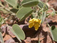 Senna pumilio