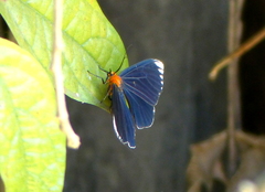 Calodesma maculifrons