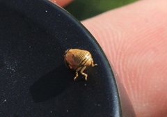 Clastoptera lineatocollis