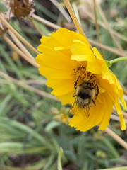 Bombus vancouverensis