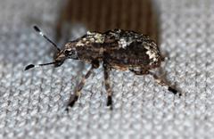 Physopterus melanoleucus