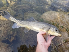 Catostomus macrocheilus