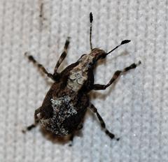 Physopterus melanoleucus