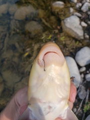 Catostomus macrocheilus