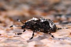 Physopterus melanoleucus
