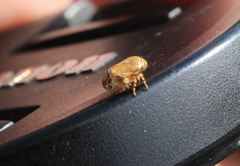 Clastoptera lineatocollis