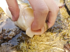 Catostomus macrocheilus