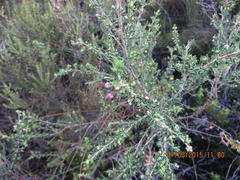 Erica grata