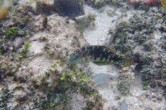 Halichoeres margaritaceus