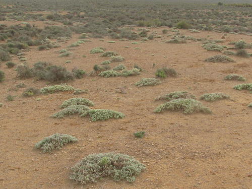 Mesembryanthemum vaginatum