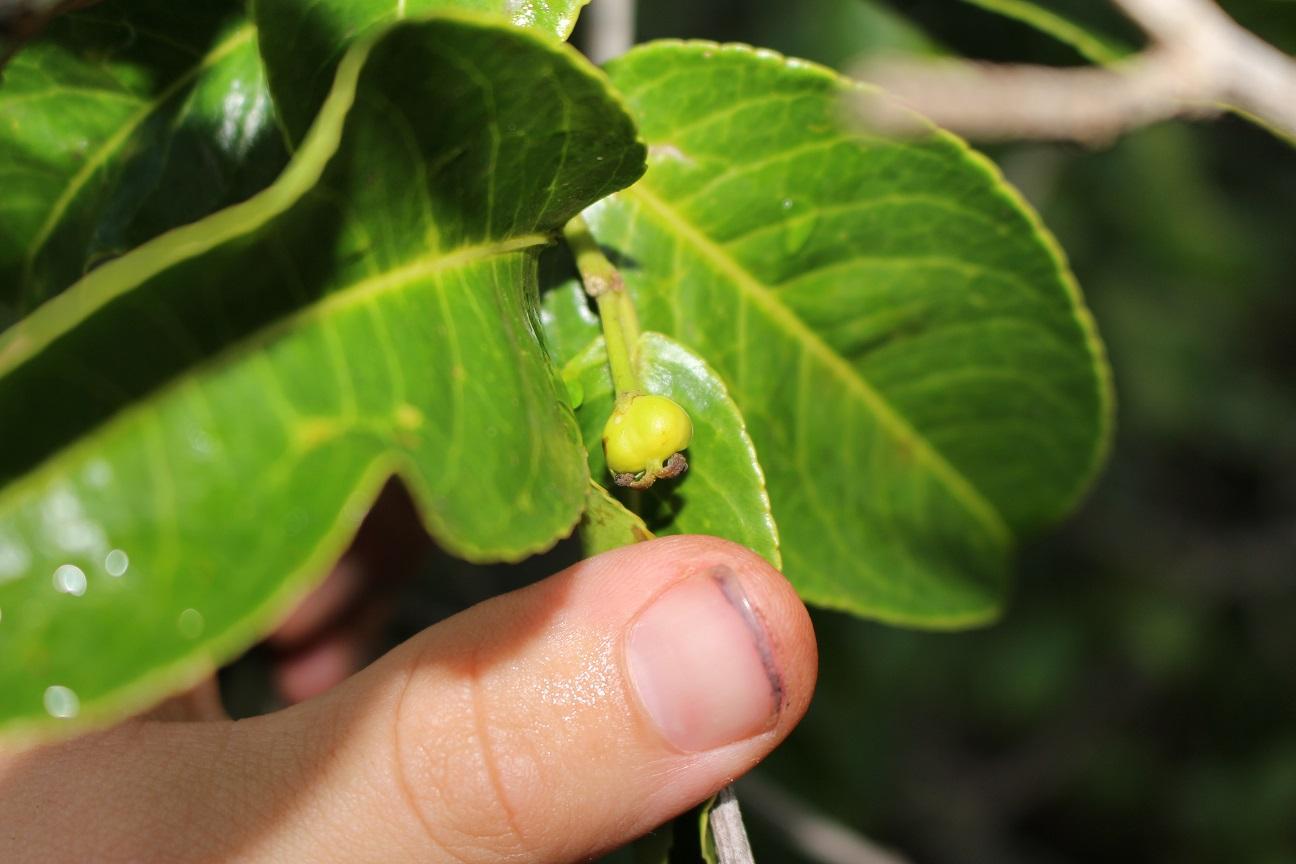 Shirakiopsis Elliptica (Shirakiopsis elliptica)