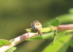 Penthobruchus germaini