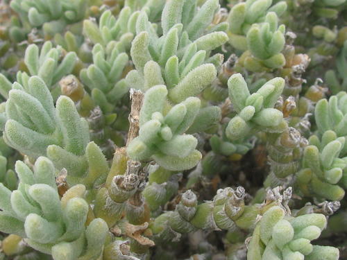 Mesembryanthemum vaginatum