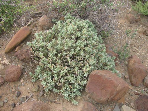 Mesembryanthemum vaginatum