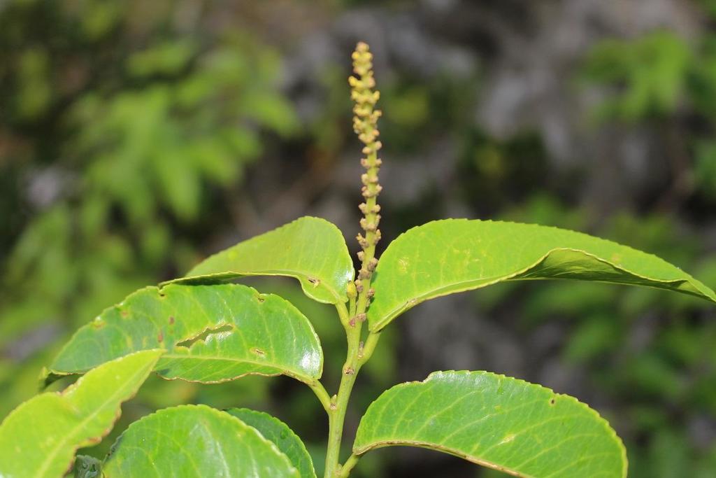 Shirakiopsis