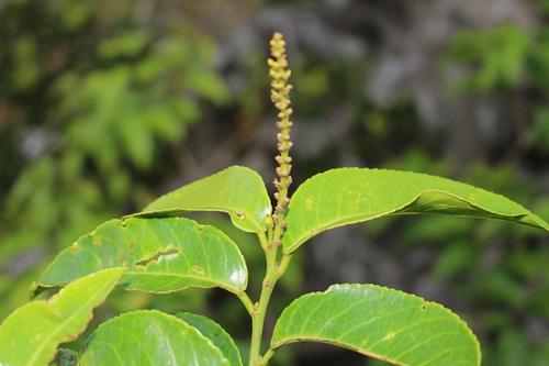 Shirakiopsis