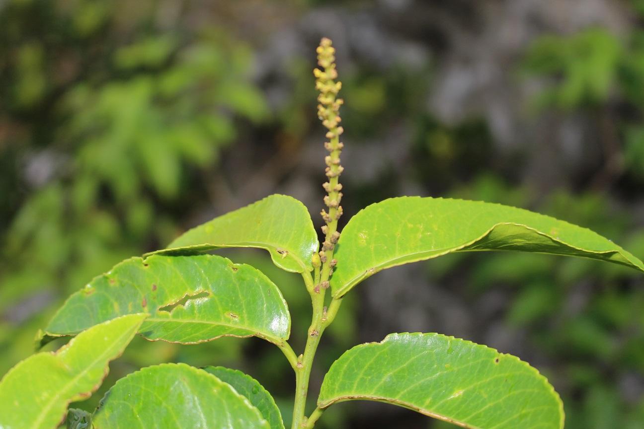 Shirakiopsis