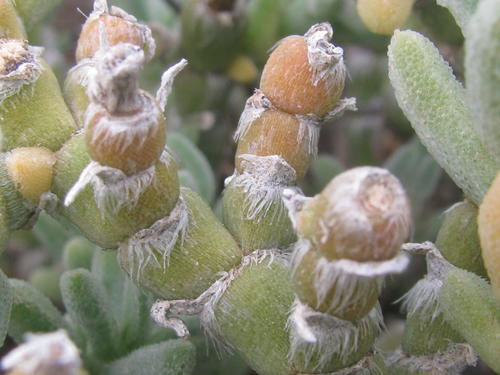 Mesembryanthemum vaginatum