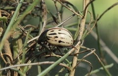 Leptinotarsa lineolata