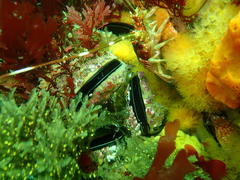 Choromytilus meridionalis