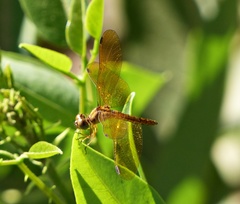 Perithemis icteroptera