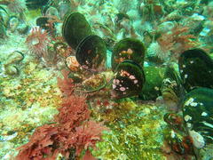 Choromytilus meridionalis