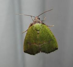 Ozarba nigroviridis