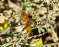 Perithemis icteroptera