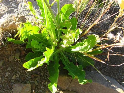 Launaea intybacea image