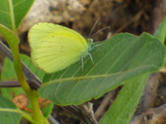 Eurema brigitta brigitta