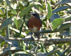 Poospiza nigrorufa