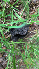 Craterellus cornucopioides