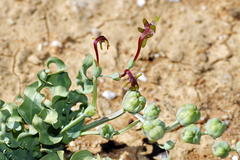Freesia viridis crispifolia