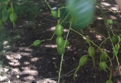 Styphnolobium