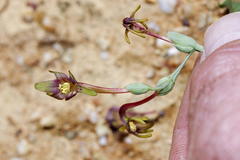 Freesia viridis crispifolia