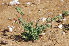 Freesia viridis crispifolia