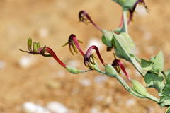 Freesia viridis crispifolia