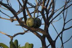 Voacanga thouarsii