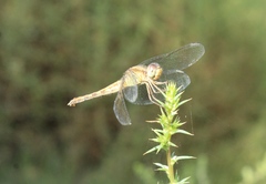 Erythrodiplax basifusca