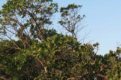 Voacanga thouarsii