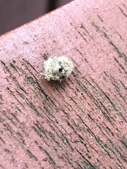 Lyctocoris campestris