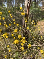 Acacia continua