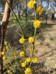 Acacia continua