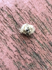 Lyctocoris campestris