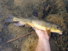 Catostomus macrocheilus