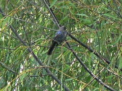 Stephanophorus diadematus