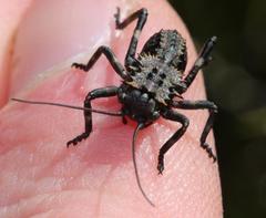 Hetrodes pupus pupus
