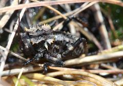 Hetrodes pupus pupus